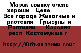 Марск свинку очень хароши › Цена ­ 2 000 - Все города Животные и растения » Грызуны и Рептилии   . Карелия респ.,Костомукша г.